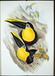 Doubtful Toucan