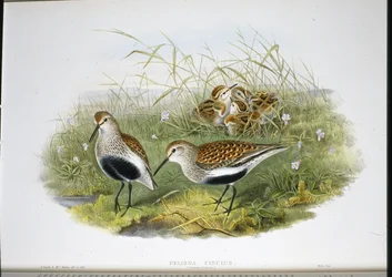 Dunlin
