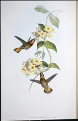Fawn-tailed Barbed-throat Hummingbird