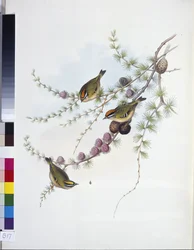 Goldcrest (Regulus Regulus)