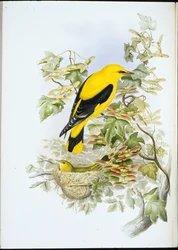 Golden Oriole (Oriolus Galbula)