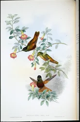 Golden Star-frontlet (Helianthea eos)