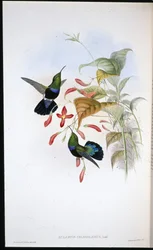 Grass-green-breasted Carib