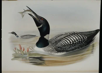 Great Northern Diver (Colymbus Glacialis)