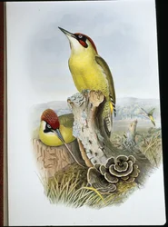 Green Woodpecker (Gecinus Viridis)