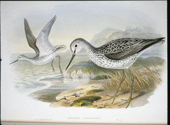 Greenshank