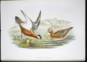 Grey Phalarope