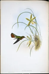 Hairy Hermit (Glaucis Hirsutus)