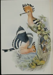 Hoopoe