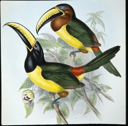 Humboldt
