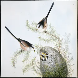 Long Tailed Tit