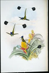 Marvellous Hummingbird (Loddigesia mirabilis)