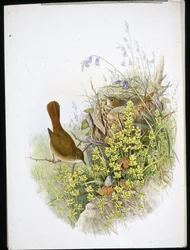 Nightingale