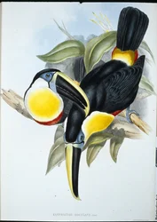 Osculant Toucan