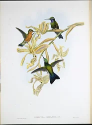 Purple-throated Hummingbird (Oreopyra Calolaema)