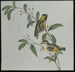 Red-lored Pardalote (Pardalotus rubricatus)