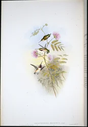 Short-tailed Wood-star (Calothorax Micrurus)