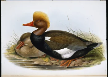 Shoveller