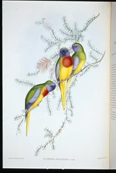 Splendid Grass Parakeet