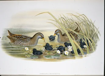 Spotted Crake