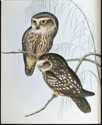 Spotted Owl (Athene Maculata)