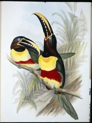 Sulphur & White-breasted Toucan