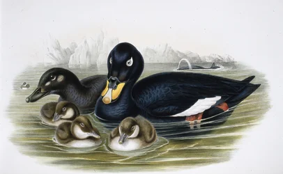 Velvet Scoter