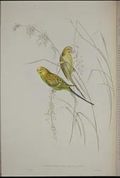 Warbling Grass Parrot (Melopsittacus Undulatus)