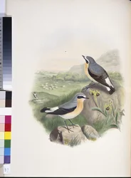 Wheatear (Oenanthe oenanthe)