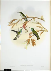 White-bellied Cacique Humming Bird