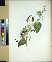 White-booted Racket-tail (spathura Underwoodi)