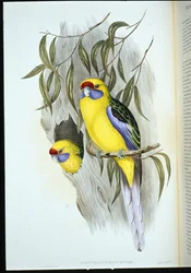 Yellow-bellied Parakeet (platycercus flaviventris)