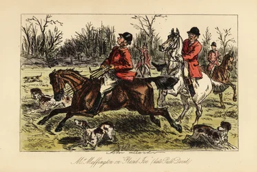 English huntsman dragged in the middle of the hounds by his headstrong horse