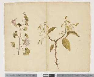 Ipomea Pes, caprae; Celtis paniculata, c.1790-95