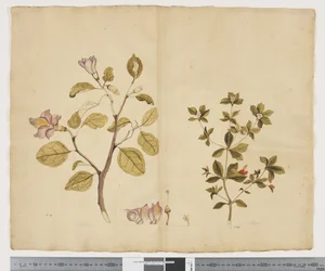 Lagunaria Patersonia; Alyxia gynopogon, c.1790-95