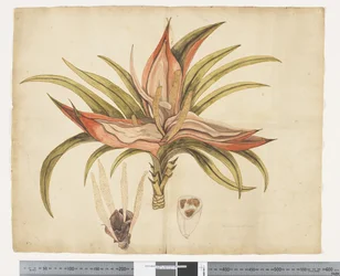 F.1 Freycinetia Baueriana, c.1790-95