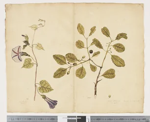Ipomoea congesta; Elaeodendron curtipendulum, c.1790-95