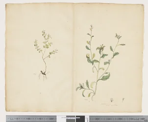 Euphorbia sparrmannii; Lobelia alata, c.1790-95