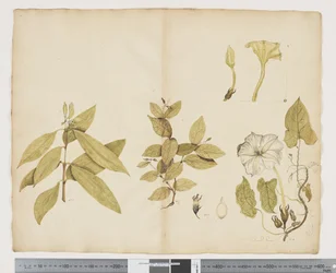 Wickstroemia Australis; Ipomea, c.1790-95