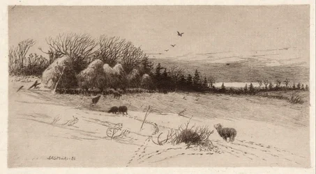 Sheep in Snow