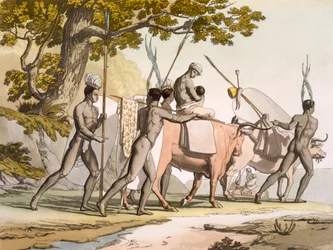 Vol II Pl.55 Korah Hottentots of the Cape on the move, from 