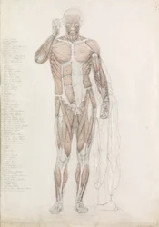 Anatomical Study: Human Musculature, in Contrapposto
