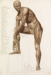 Anatomical Study: Human Musculature, in the Pose of Praxiteles