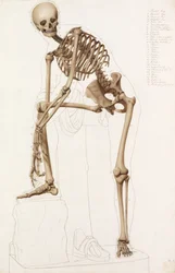 Anatomical Study: the Human Skeleton, in the Pose of Praxiteles