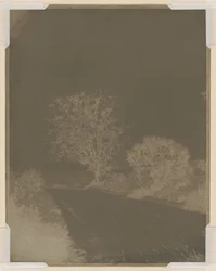 Tree at the Side of a Road
