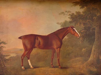 A Dark Chestnut, 1788