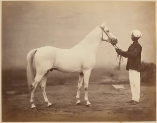 Lieutenant-General Sir Frederick Sleigh Roberts’s Horse, Vonolel, circa 1885