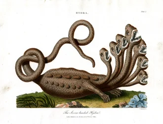 The Seven-headed Hydra