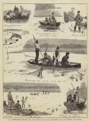 Fish Preservation, Netting Carp and Tench in the Ponds of Bushey Park for Stocking the Thames