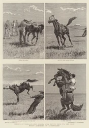 Horse Ranching in Queensland